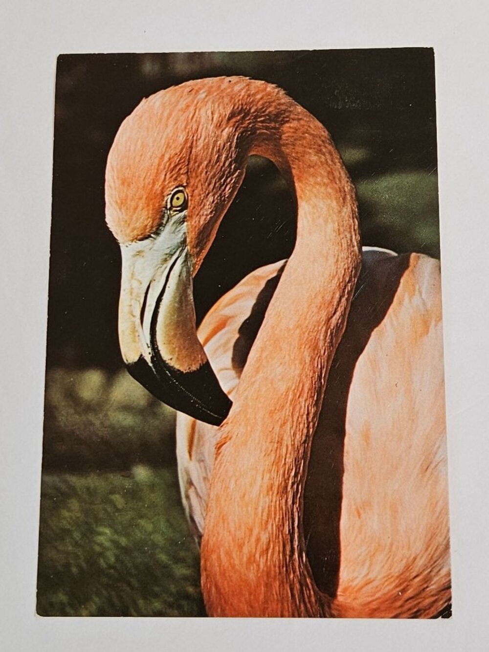 Caribbean Flamingo Bermuda Aquarium Museum and Zoo Postcard